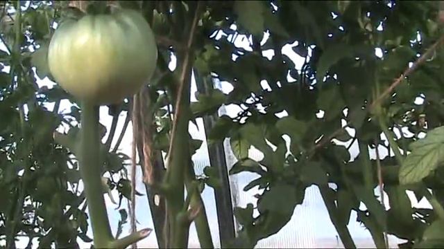 Томат "Дакоста Португальская" сорт. Август 2018 г // Секреты хороших урожаев. смотреть онлайн