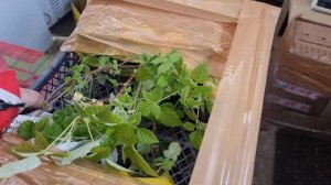 Упаковка саженцев малины, ежевики и кассетной рассады для отправки клиентам на дальние растояния.