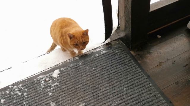 Зимовье уличных котов готово!