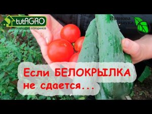БЕЛОКРЫЛКА НЕ СДАЁТСЯ? ВОТ САМЫЙ ПРОСТОЙ МЕТОД БЕЗ ЛОВУШЕК и БЕЗ ОБРАБОТОК.