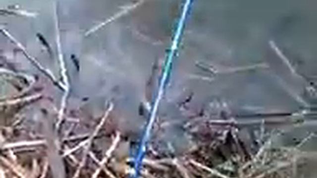 Дурной рыбак.рыба сорвалась. Сазан. Рыбалка. Рыбалка на сазана.Рыбалка на в краснодарском крае. смотреть онлайн