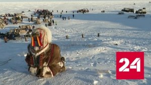 На Ямале начался традиционный праздник оленеводов - Россия 24 
