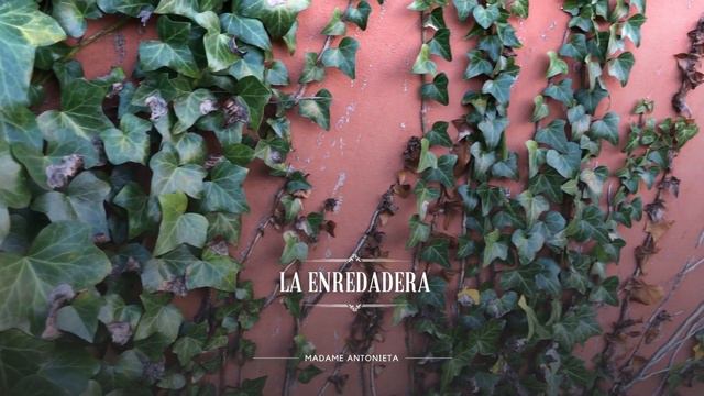 PLANTAS NEGATIVAS PARA EL HOGAR смотреть онлайн