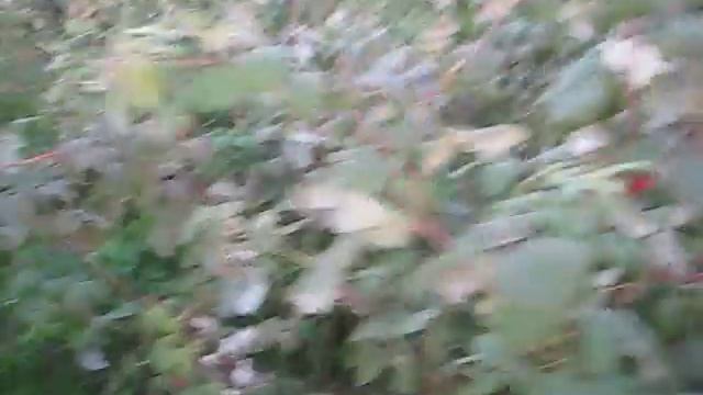 МАЛИНА ТАГАНКА ЯГОДЫ В НАШЕМ САДУ смотреть онлайн