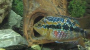 Цихлазома Сальвини (Cichlasoma Salvini)