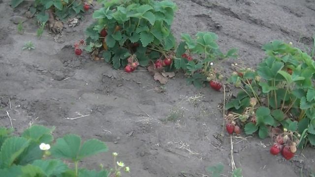 Розана Киевская сорт суперранней земляники(клубники) смотреть онлайн