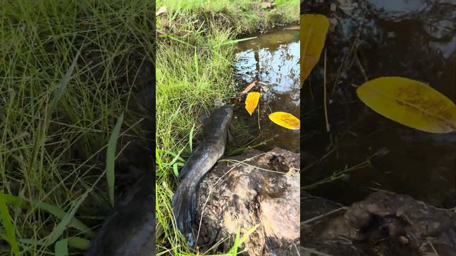 life fish #samantha #puffer #fishing #video #savelife #gold #toad смотреть онлайн