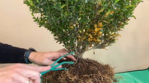 Бонсай з самшиту. Підготовка коренів і гілок #самшит #бонсай #bonsai #buxus #bonsailovers