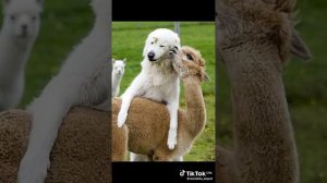 Если друг не смеется, ты включи ему 🌝🌝🌞☀солнце