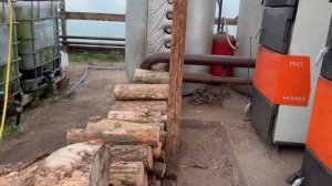 Как выглядит белокрылка.Что такое белокрылка?Сборы Черри ,сборы огурца Бьерн,огурец Кассиус,Северин