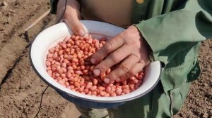 Арахис. Как  правильно посеять арахис.