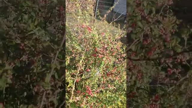 Японская айва и ее размножение смотреть онлайн