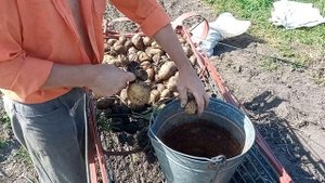 Копаем картошку самодельной грохотной копалкой с грохотным бункером на самодельном тракторе. (2023)