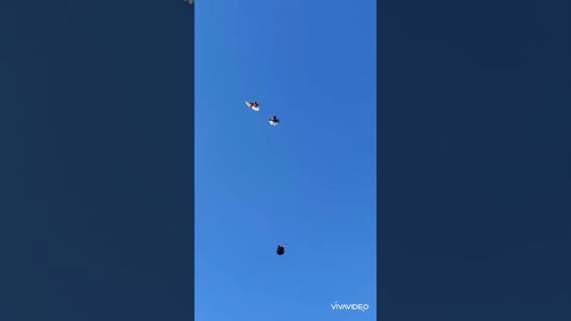 Молодняк Паши Скударя