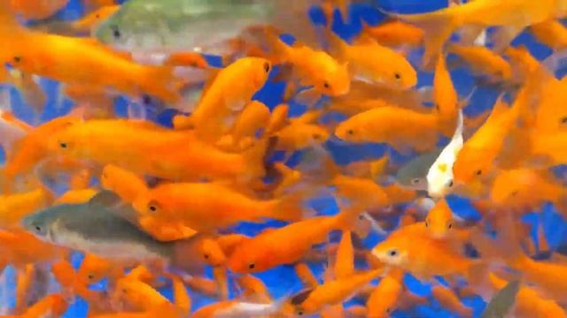 Запуск в пруд декоративных рыб: Карп Кои, Карась Комета и обыкновенный. Декоративная рыба для пруда смотреть онлайн