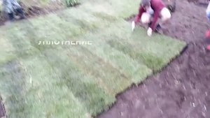 Газон под ключ за 1 день