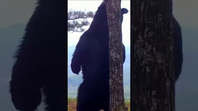 Бурый медведь показал мастер-класс по танцам в Приморье