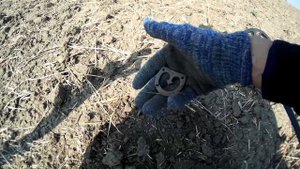 Охота на Клад! Аська Рулит. Поиск монет Xp Deus Metal Detecting