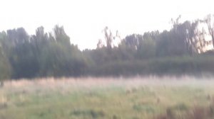 Ничего удивительного рядом - как размножаются комары