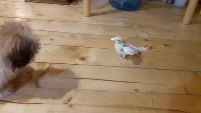 Папугай корелла нападает на собаку ши тцу смотреть онлайн