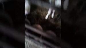 Бюджетный коровника на 12 голов постройки 2017 года от Колхозника 34.