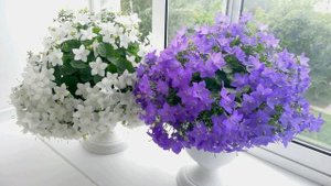 КАМПАНУЛА: ЖЕНИХ И НЕВЕСТА. Как меняется жизнь одинокой женщины: приметы