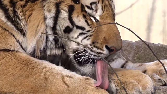 Tigre siberiano 🐅