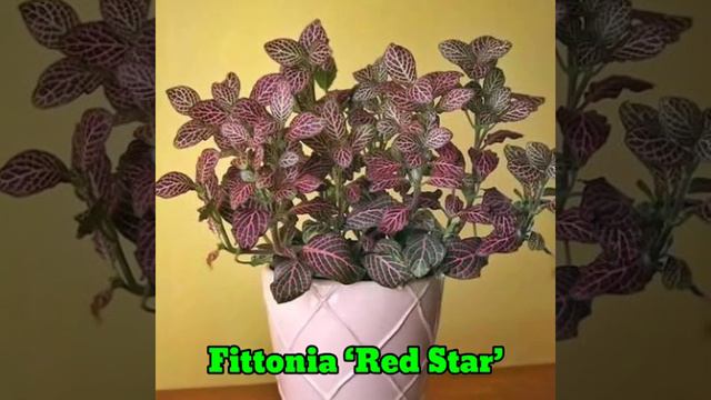 21 Low Light Rainbow Foliage Indoor Plants | Colorful Rainbow Indoor Plants | Plant and Planting