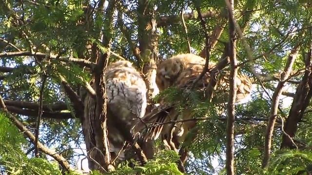 Птенцы серой неясыти смотреть онлайн