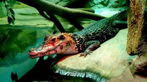 Крокодил (Московский зоопарк)