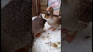 Тульский горбоносие и камогорская гуси Евгений Клещёва.