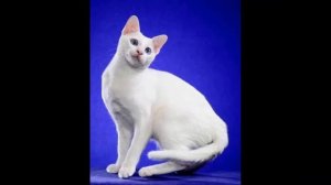 Как выглядят породы кошек(КАО МАНИ с разноцветными  глазами)