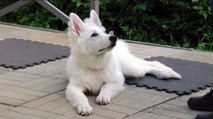 ДТ-75. Щенок белой швейцарской овчарки - консультация. Основы.