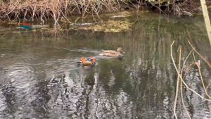 Английский канал Basingstoke Canal