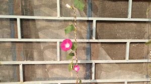 IPOMIA Plant | How To Grow Morning Glory From Seed FULL INFORMATION