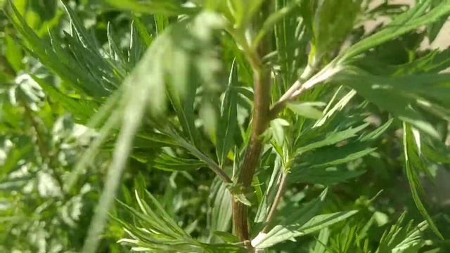 Полынь обыкновенная чернобыль как её собирать летом смотреть онлайн