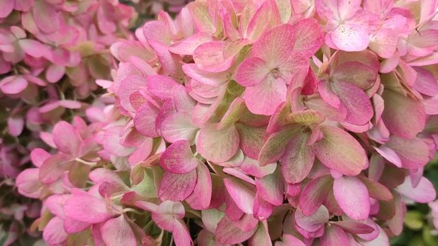 Метельчатые гортензии Би Хеппи и др.6 сентября 2022 г. смотреть онлайн