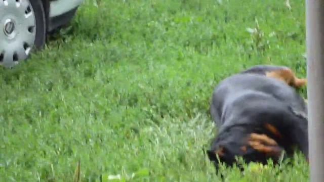 Ротвейлер балун смотреть онлайн