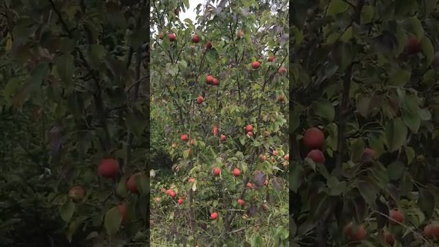 Груша Забайкальская зимостойкая ? Морозостойкость -58С❄️ Питомник Велес Атамановский ??? смотреть онлайн