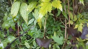 Клематис тангутский "Локатор любви". Многолетник из семян. #сад #Клематис из семян #княжики