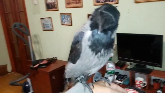 Ворон или ворона? Мальчик или девочка, и как тебя зовут? Ещё одна серая ворона в доме. смотреть онлайн