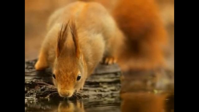 Подорож до музичної країни.Композитори дітям Антоніо Вівальді.Слухання. смотреть онлайн