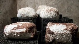 Выращивание шиитаке