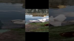 Пара лебедей на Патриарших прудах в Москве