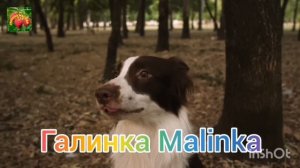 Ольга Уралочка live /Лишила мужа денег /Обзор Влогов /Уралочка и Сафар /Ольга Уралочка /