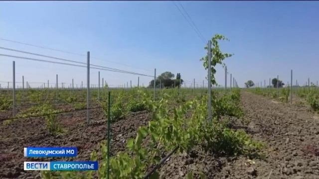 Размер субсидирования ставропольских виноградарей увеличился вдвое