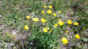 Лютик едкий. Май 2023