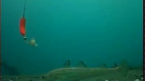 РАБОТА БУЛЕРА . ПОДВОДНЫЕ СЪЕМКИ,