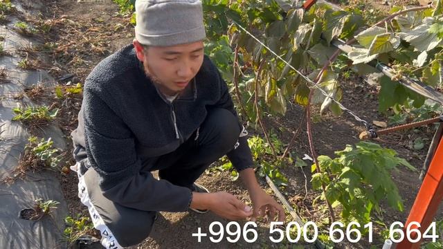 Малинанын кочотторун кантип кобойтобуз? Канча убакыттан кийин тубунон кочот алсак болот?… смотреть онлайн