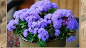 Агератум, или долгоцветка (Ageratum)